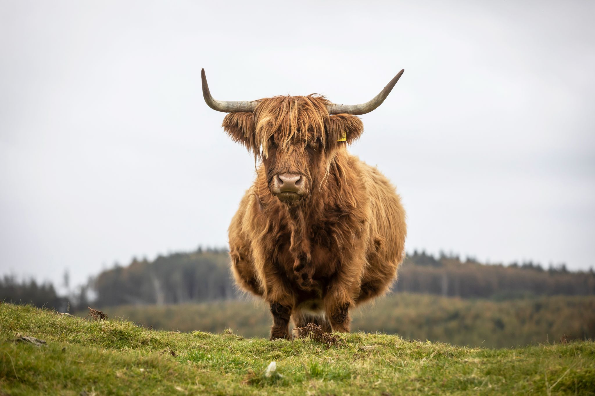 Highland cow at at Kitchen Coos and Ewes.