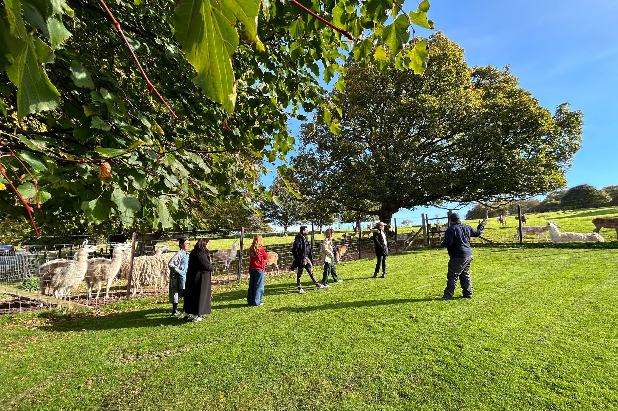 Feeding deer and llamas at the Culzean Castle and Country Park