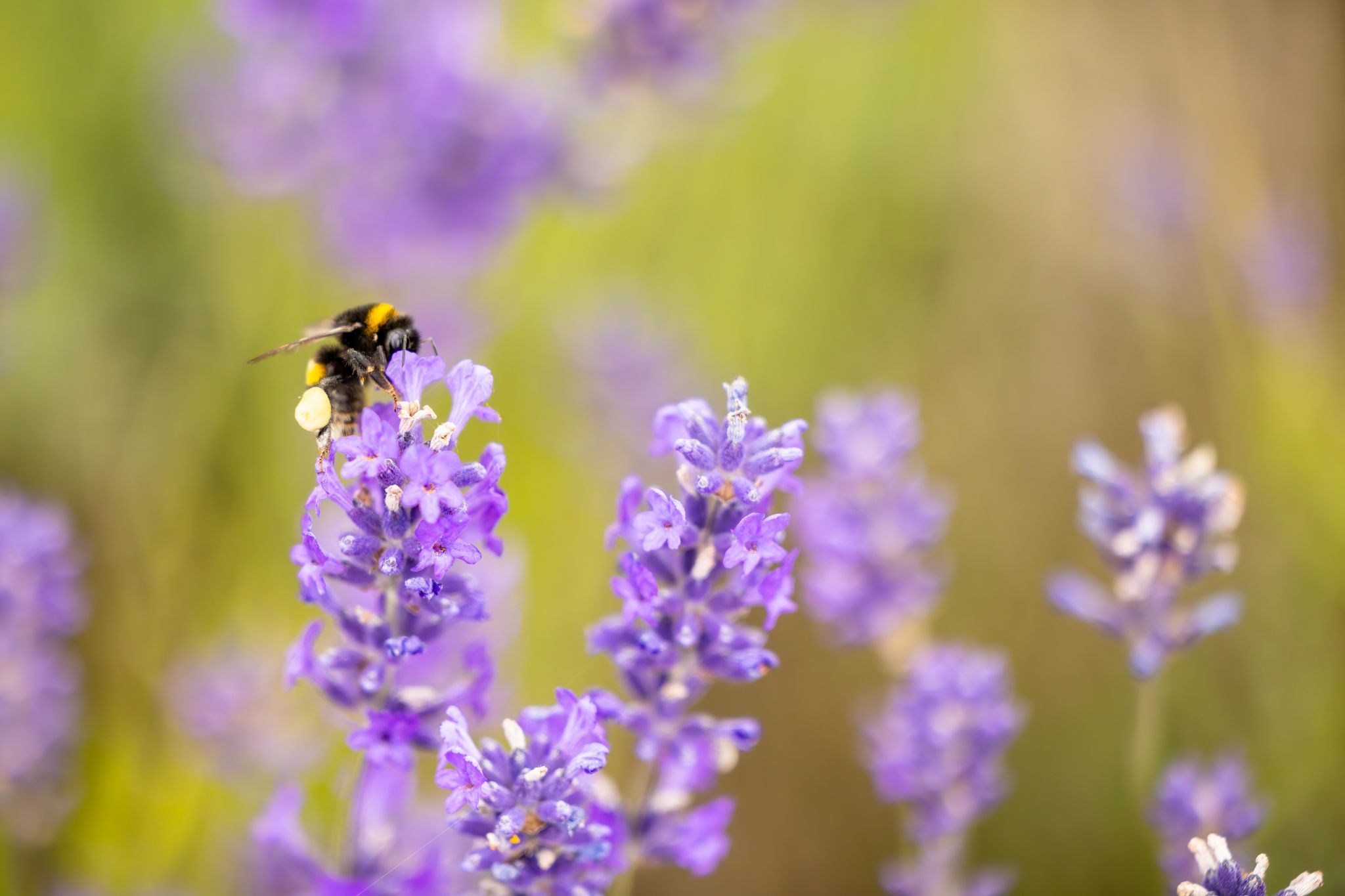Scottish lavender oils